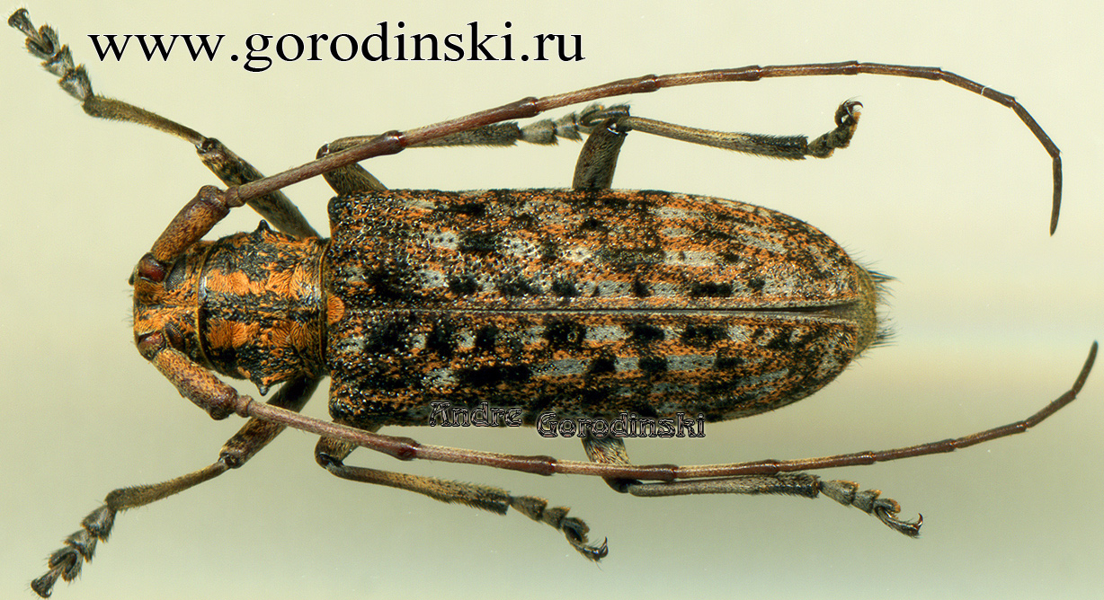 http://www.gorodinski.ru/cerambyx/Monochamus alternatus alternatus.jpg